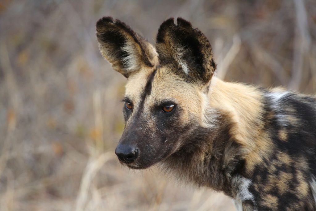 endangered species - African wild dogs, painted dogs, 