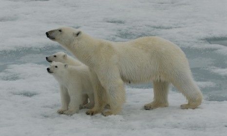 Polar Bears & Arctic Wildlife with Stephen Mills