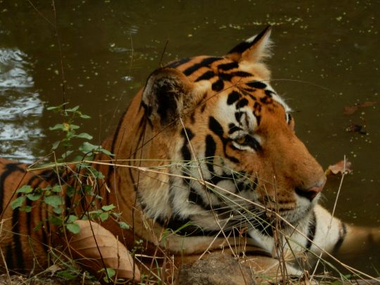 The Life of Tigers in The Sunderbans, Corbett & Kanha National Parks with Stephen Mills