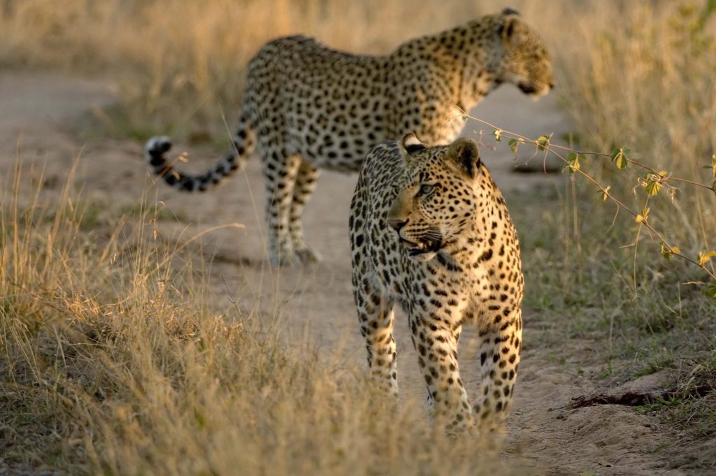 Serengeti Safari with Stephen Mills
