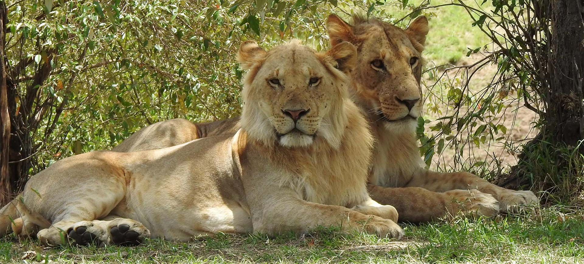 The Serengeti with guest naturalist Stephen Mills